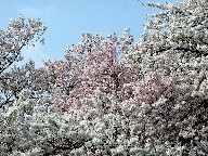  Cherry trees