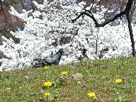 Ɣ Pigeon and Cherry trees