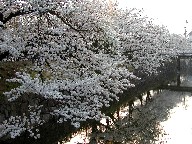 ƍ Moat and Cherry trees