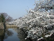 ƍ Moat and Cherry trees