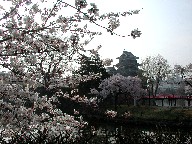 {ƍ Matsumoto Castle and Cherry trees