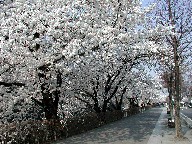  Cherry trees