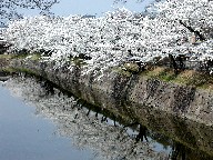 ƍ Moat and Cherry trees