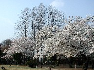  Cherry trees