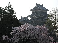 {ƍ Matsumoto Castle and Cherry trees