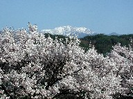 ƐԐΎR Cherry blossom and Akaishi mountains