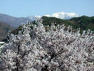 ƐԐΎR Cherry blossom and Akaishi mountains