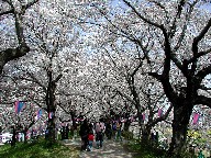  Cherry blossom
