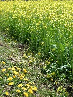 ؂̉Ԃƃ^||@Rape and Dandelion
