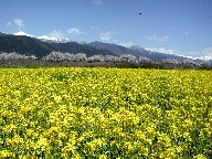 ؂̉ԂƍƔˎR@Flowers and Hida mountains