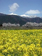 ؂̉ԂƍƏOx@Flowers and Jonen-dake