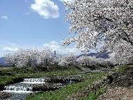 ؁@Cherry trees