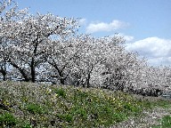 ؂ƃ^||@Cherry trees and Dandelion