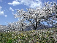 ؂ƃ^||@Cherry trees and Dandelion