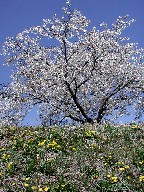 ؂ƃ^||@Cherry trees and Dandelion