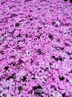 VoUN@Moss phlox