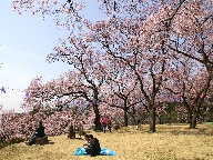 t隬 Kasuga park