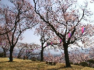 t隬 Kasuga park