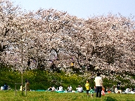  Cherry Blossom avenue