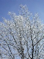؂Ɛ Trees with snow