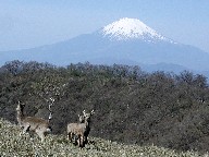 xmRƎ Mt.Fuji and Deers
