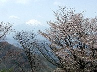 xmRƎR Mt.Fuji and cherry blossom