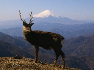 ƕxmR Deer and Mt.Fuji