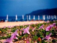  Bindweed