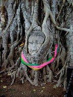  Head in a tree