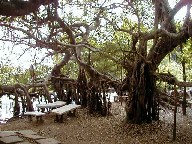 TCEK[ Sai-ngam Park