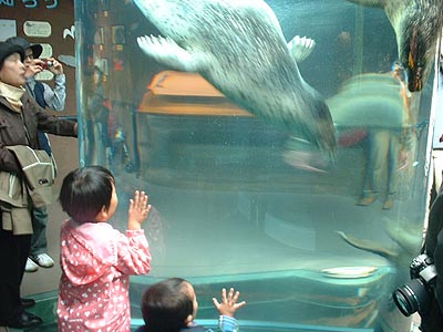 旭山動物園あざらし館