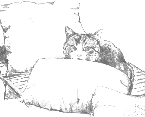 A cat behind a pillow
