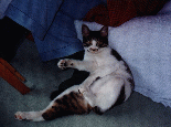 A child cat named Naja