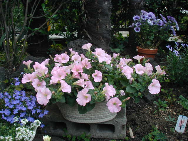flower1