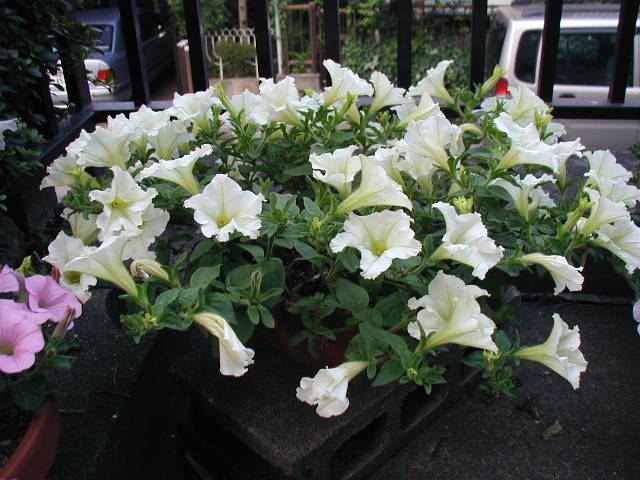flower2