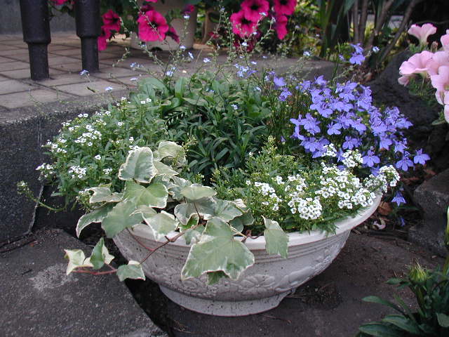 flower3