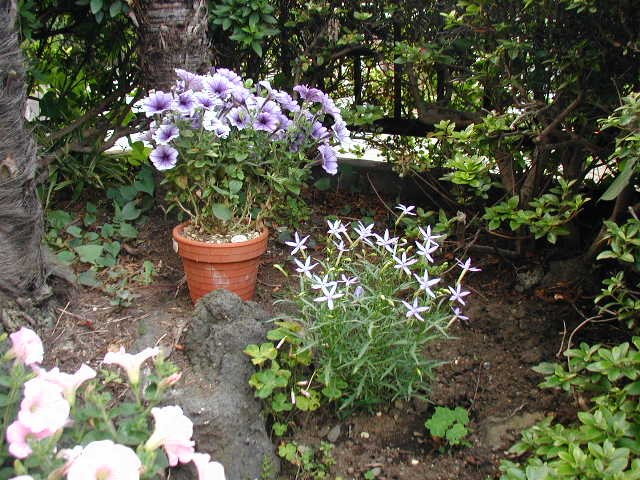 flower4
