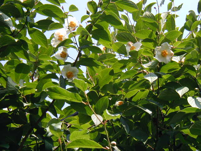 tree2