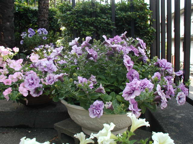 flower6