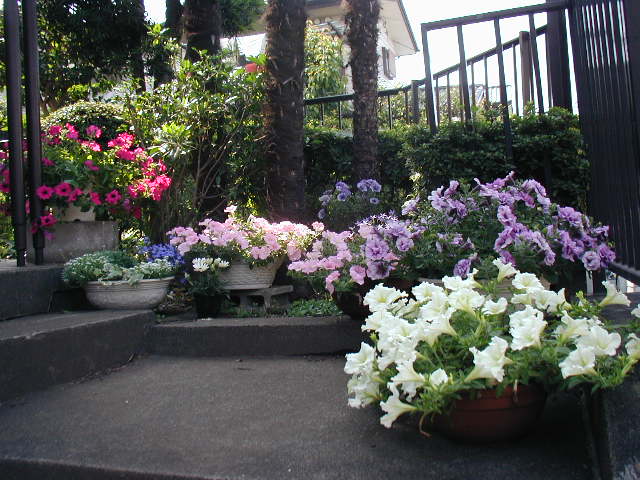 flower7