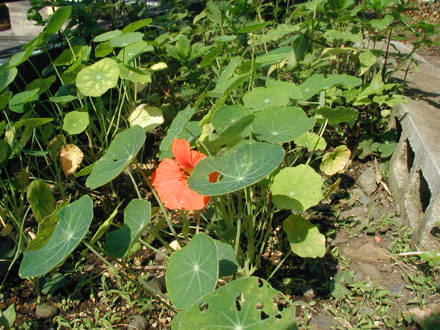 flower8