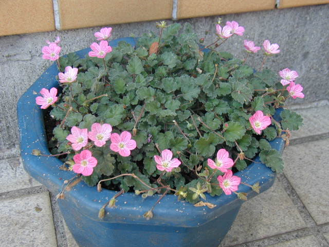 flower10