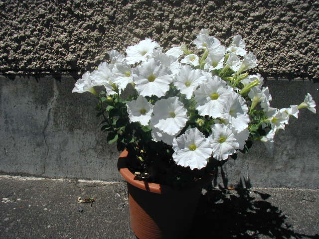 flower11