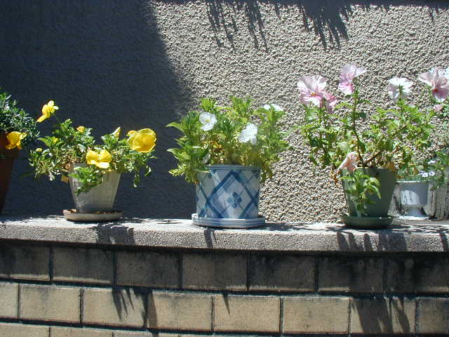 flower12