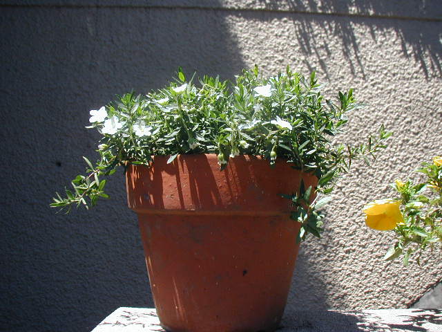 flower13