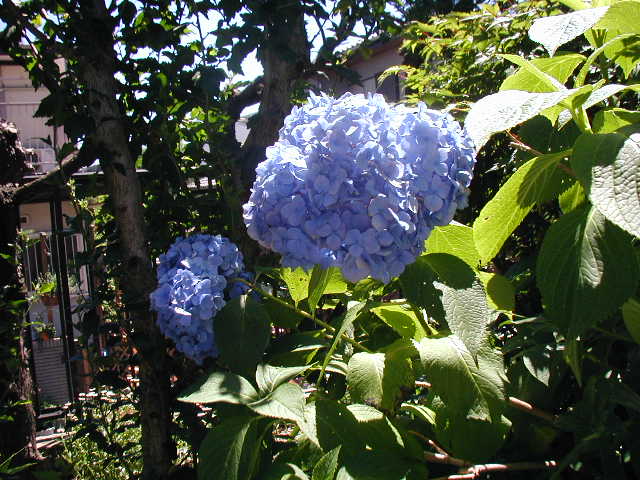 flower9