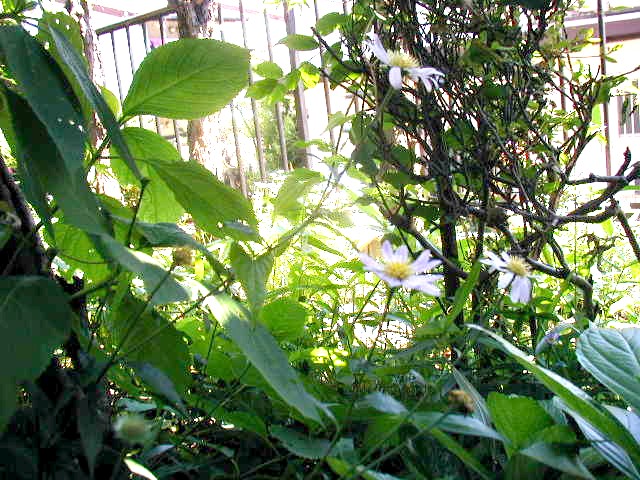 flower16