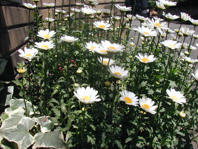 flower15