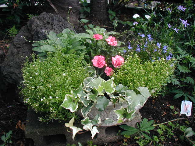 flower17