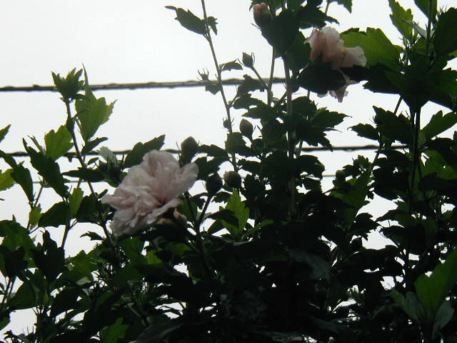 flower19